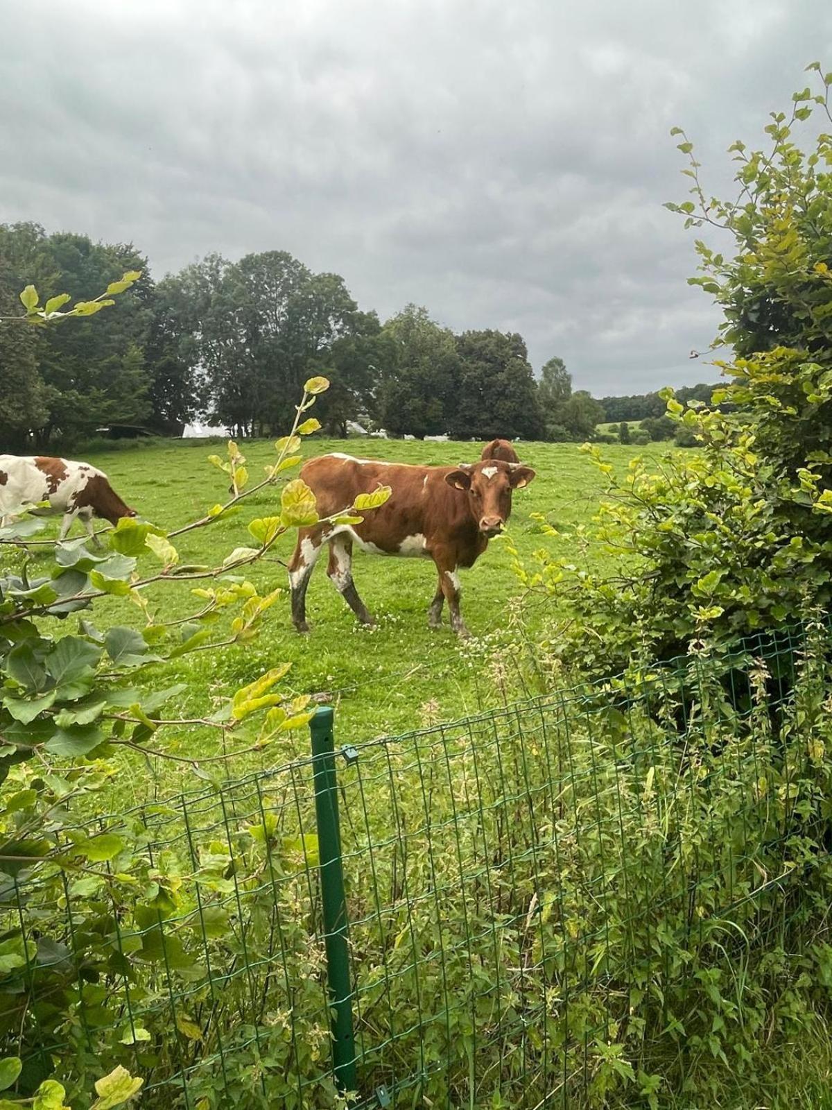 Le Gite Du Vieux Chene Bertogne Exteriér fotografie